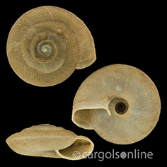 IMG_detallada/Caracollina (Caracollina) lenticula.jpg